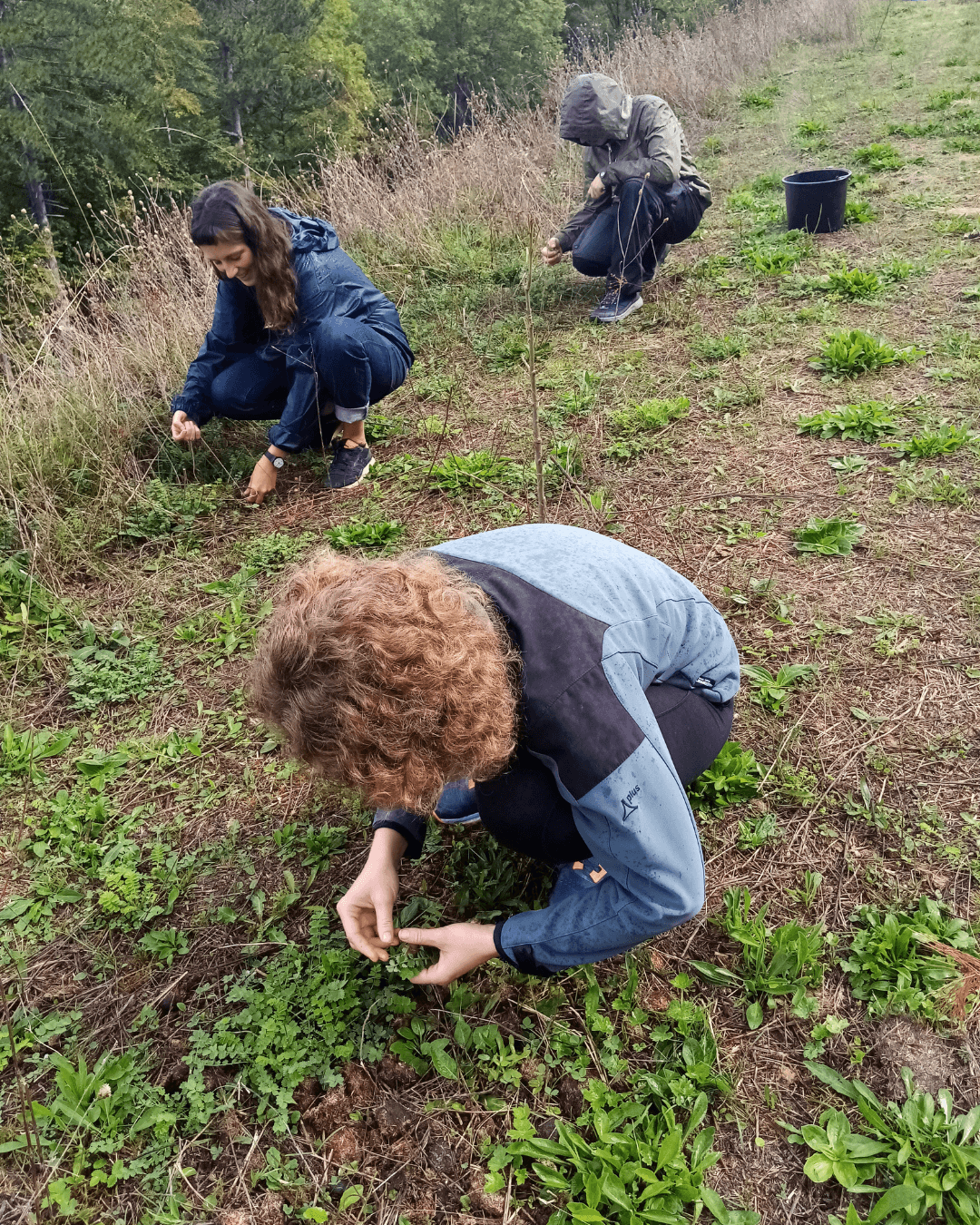 Les sorties cueillette sauvage -apprentissage
