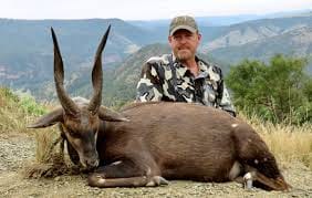 Bushbuck