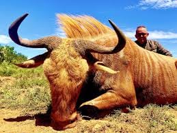 Golden Wildebeest