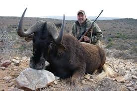 Black Wildebeest***