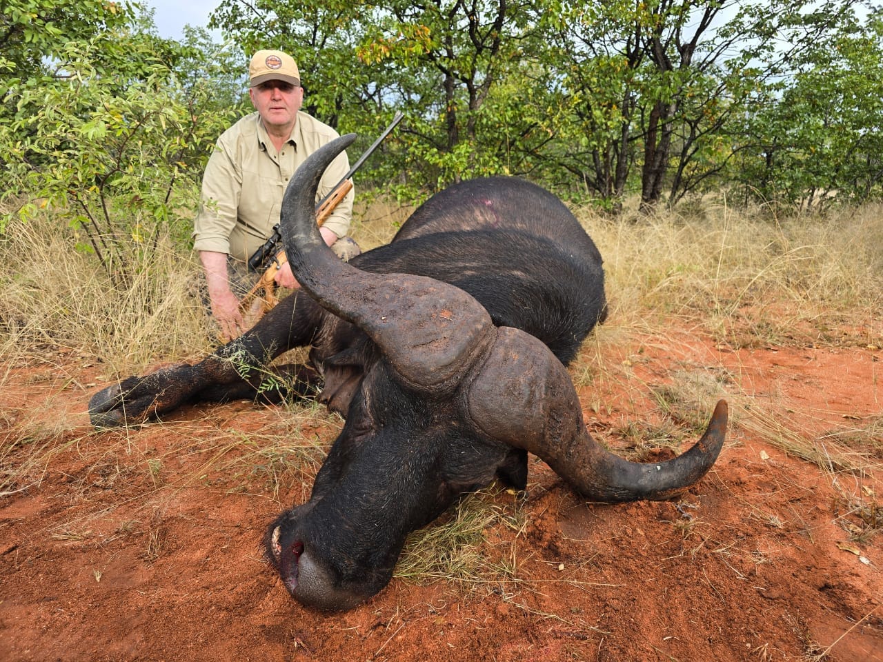 Buffalo Male Over 40''