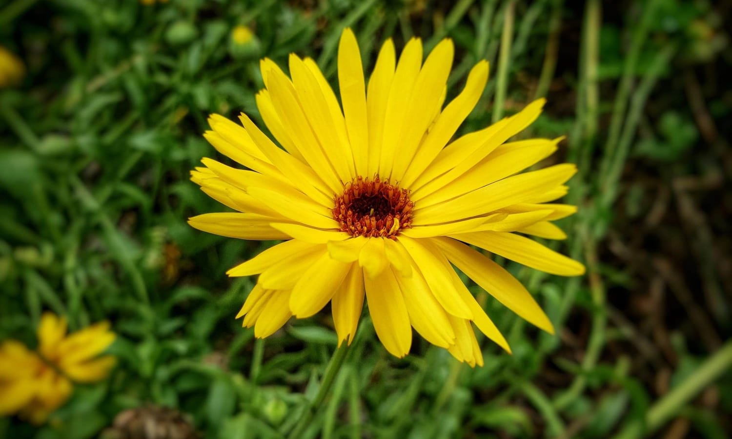 Get your hands on the Calendula mini-book today!