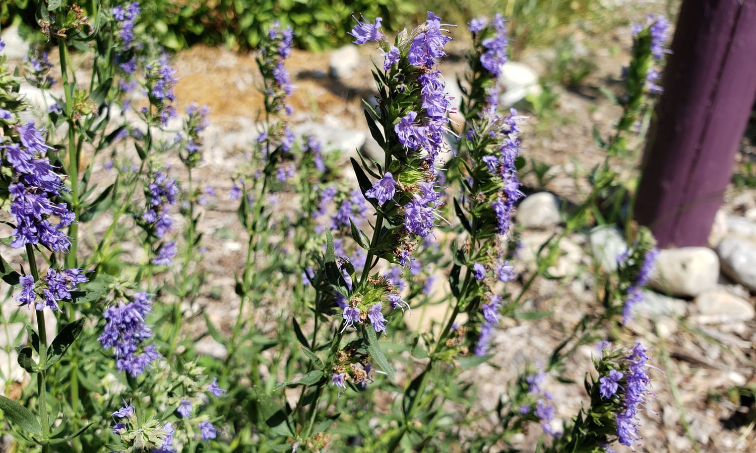 Get your hands on Hyssop mini-book today!