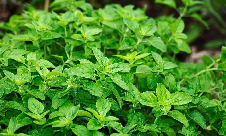 Get your hands on Oregano mini-book today!
