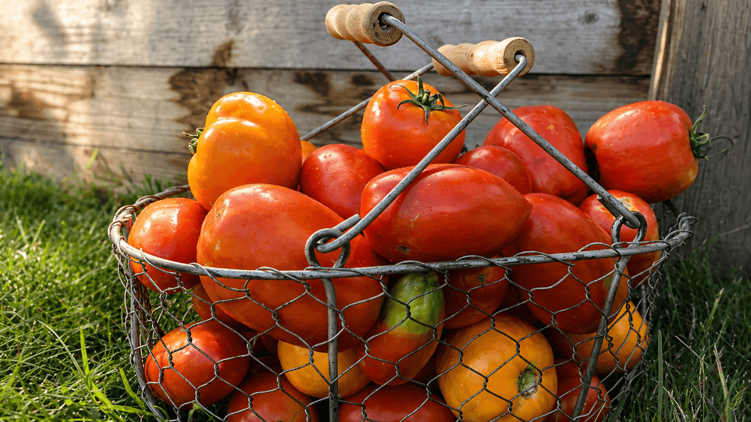 Tomatoes growing in Colorado garden