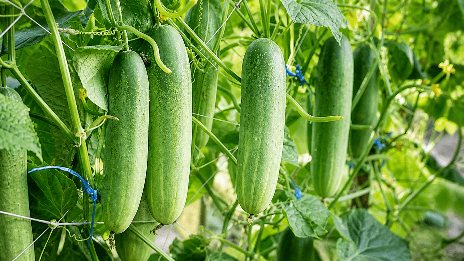 Cucumbers growing in containers