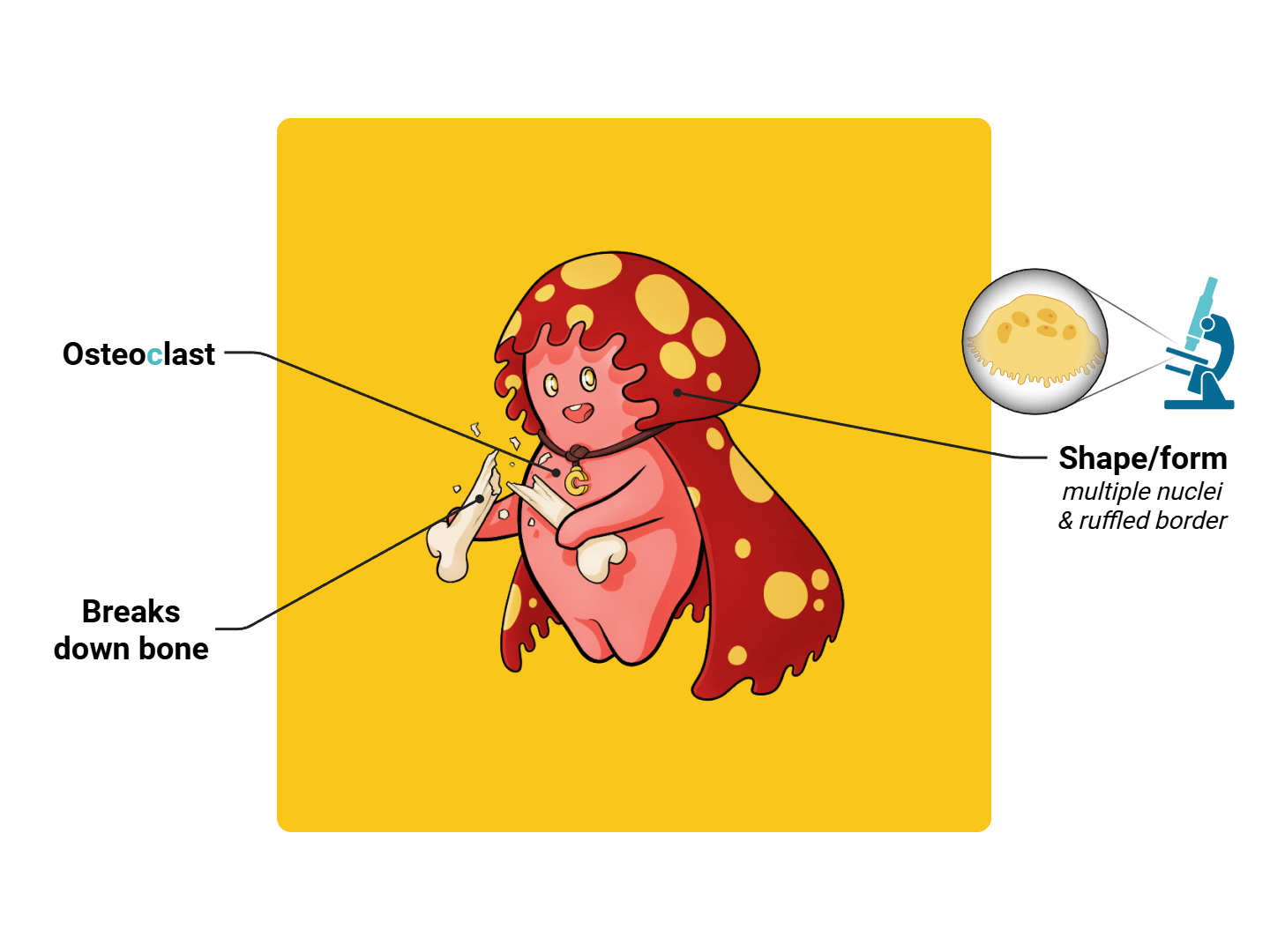Osteoclast Medimon infographic with labeled medical features and mnemonic annotations.
