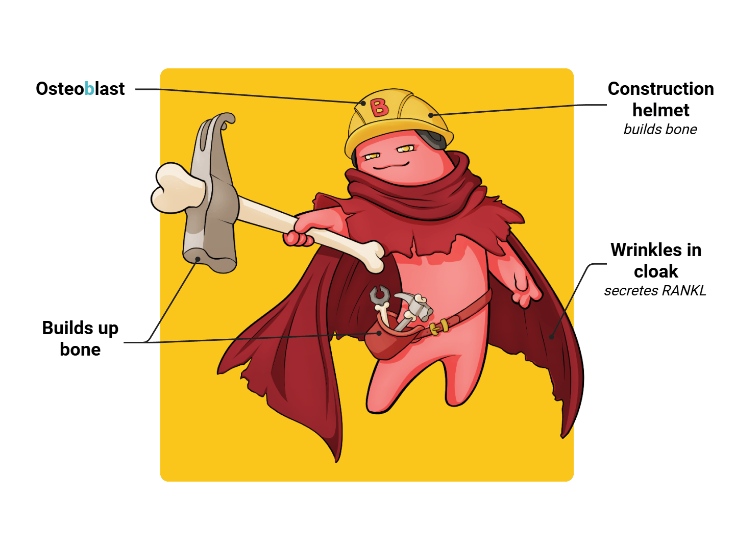 Osteoblast Medimon infographic with labeled medical features and mnemonic annotations.