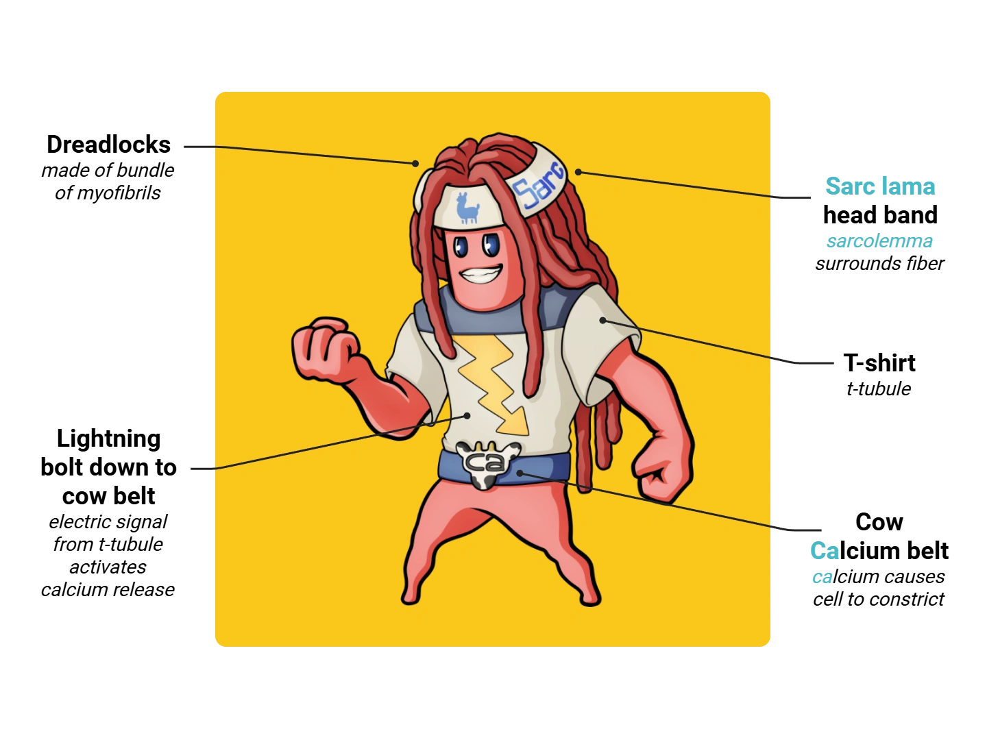 Muscle Fiber Medimon infographic with labeled medical features and mnemonic annotations.