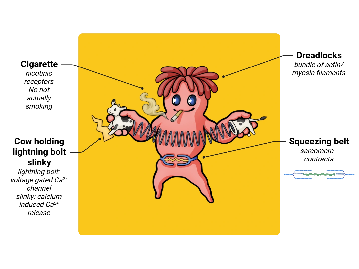 Myofibril Medimon infographic with labeled medical features and mnemonic annotations.