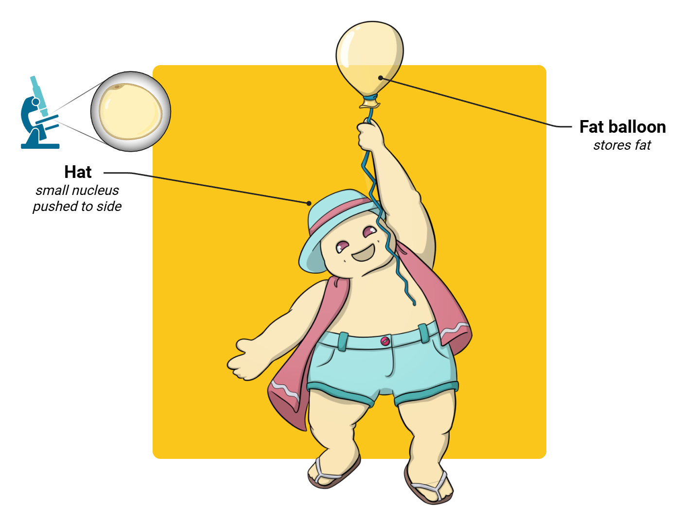 White Adipocyte Medimon infographic with labeled medical features and mnemonic annotations.