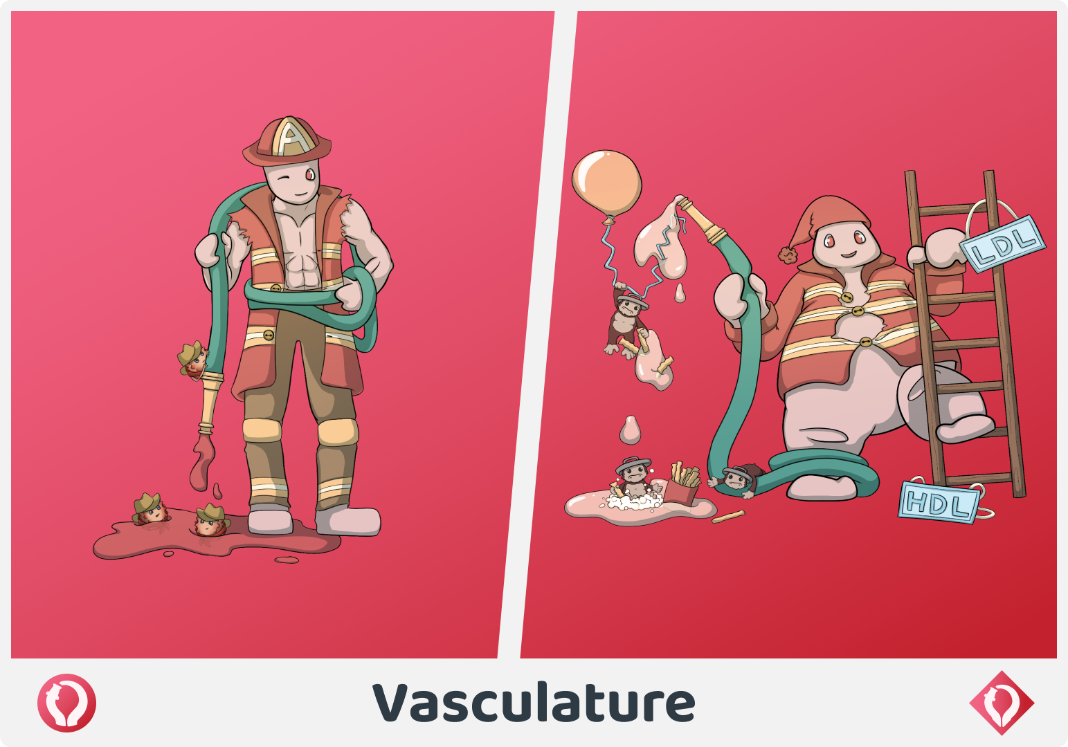 View the Vasculature Medifamily.