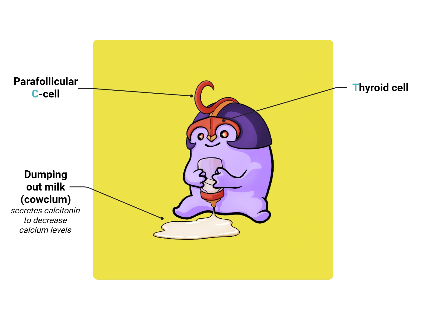 Parafollicular C-Cell Medimon infographic with labeled medical features and mnemonic annotations.