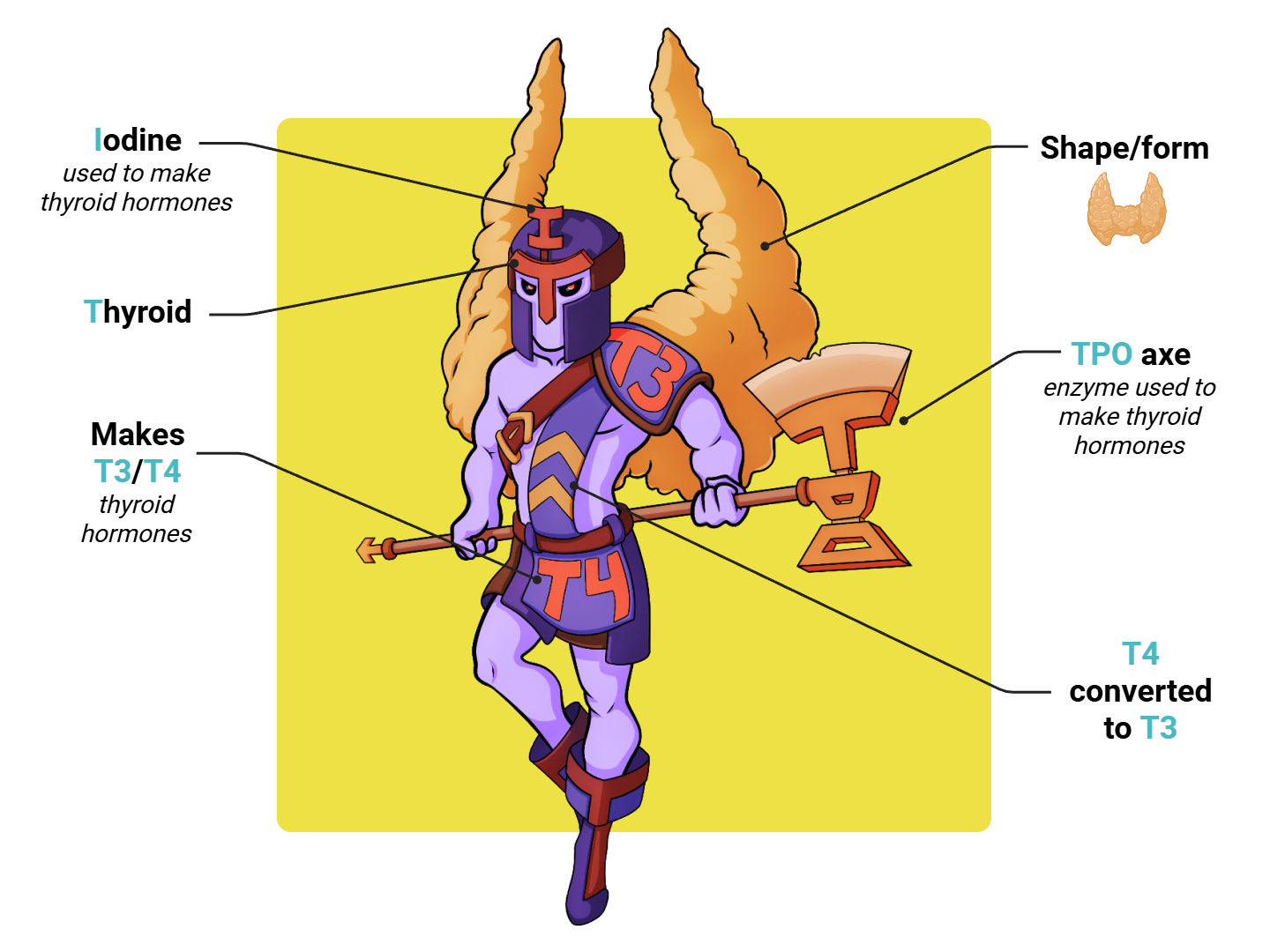 Thyroid Medimon infographic with labeled medical features and mnemonic annotations.