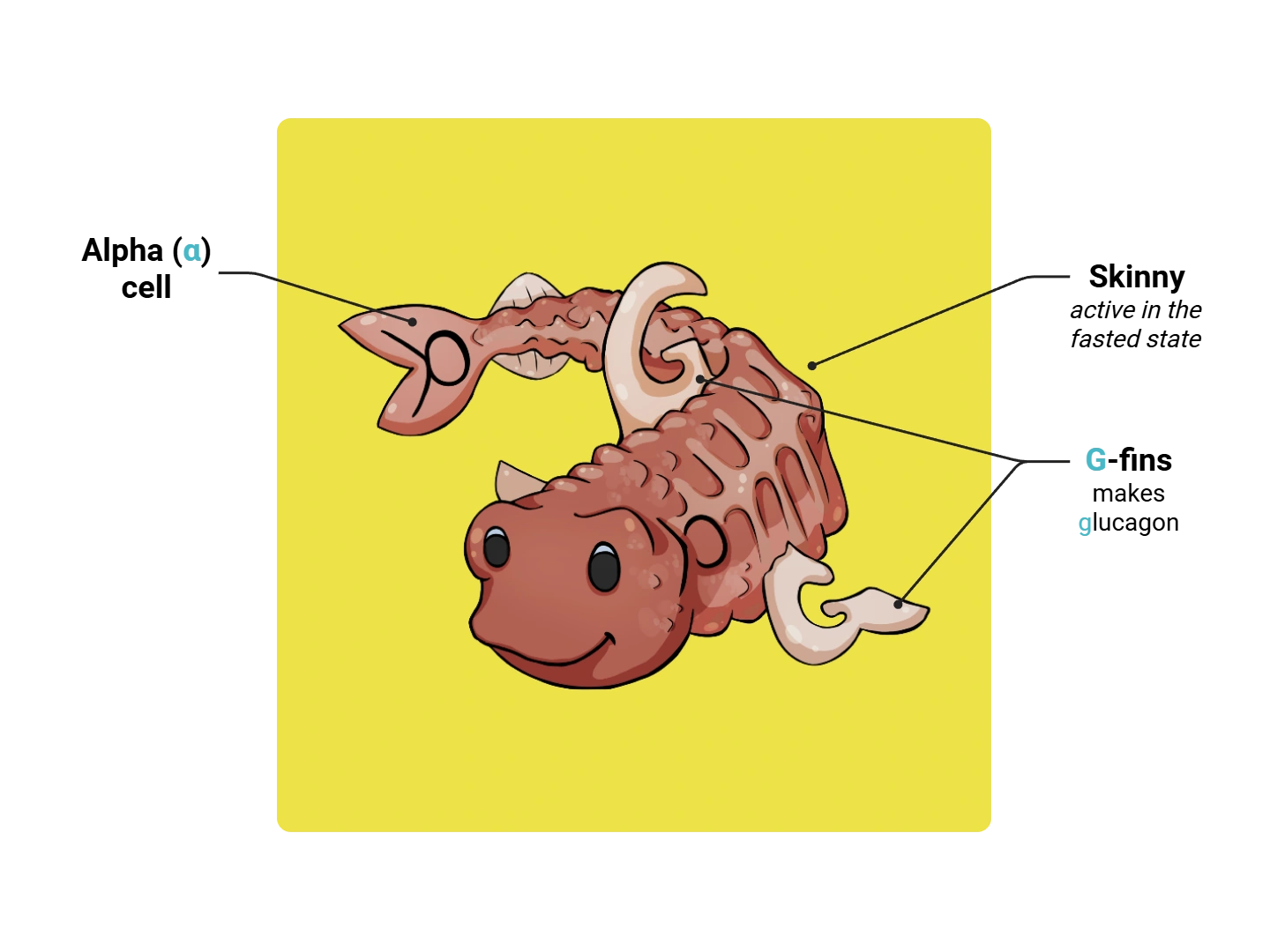 Alpha Cell Medimon infographic with labeled medical features and mnemonic annotations.