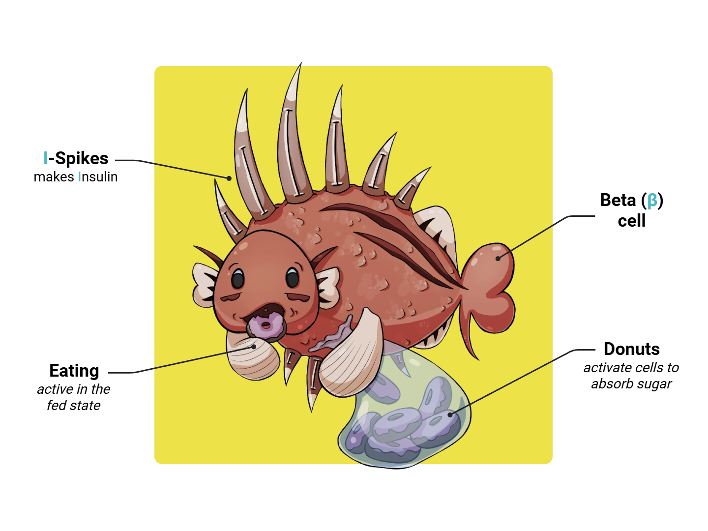 Beta Cell Medimon infographic with labeled medical features and mnemonic annotations.