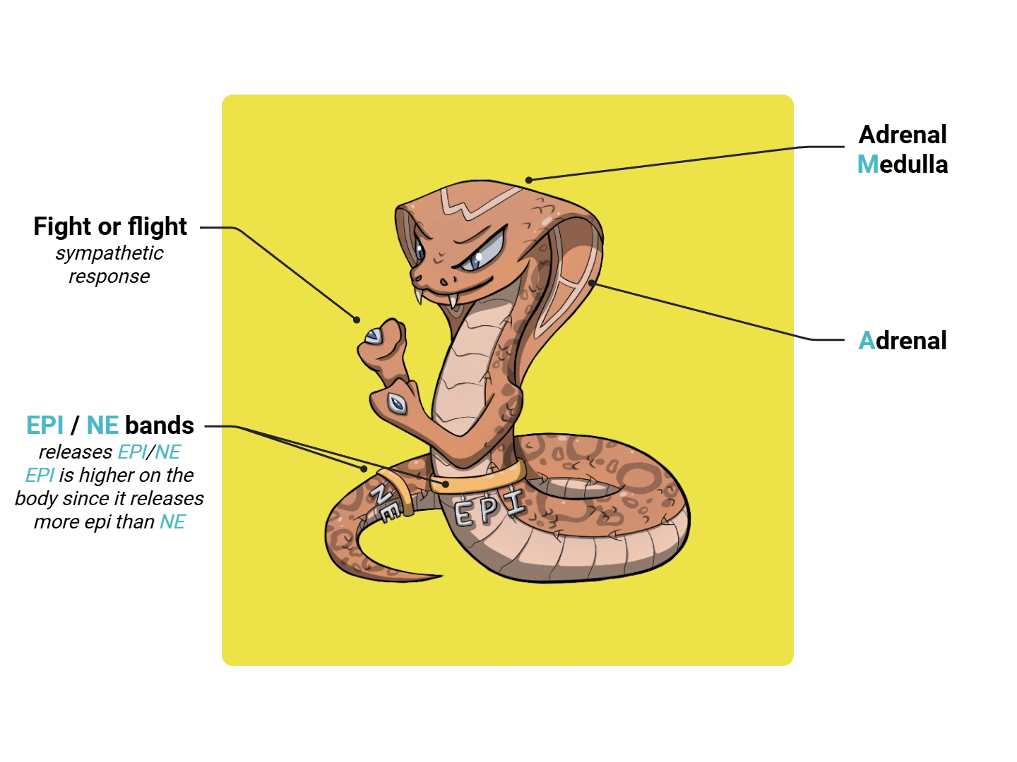 Adrenal Medulla Medimon infographic with labeled medical features and mnemonic annotations.