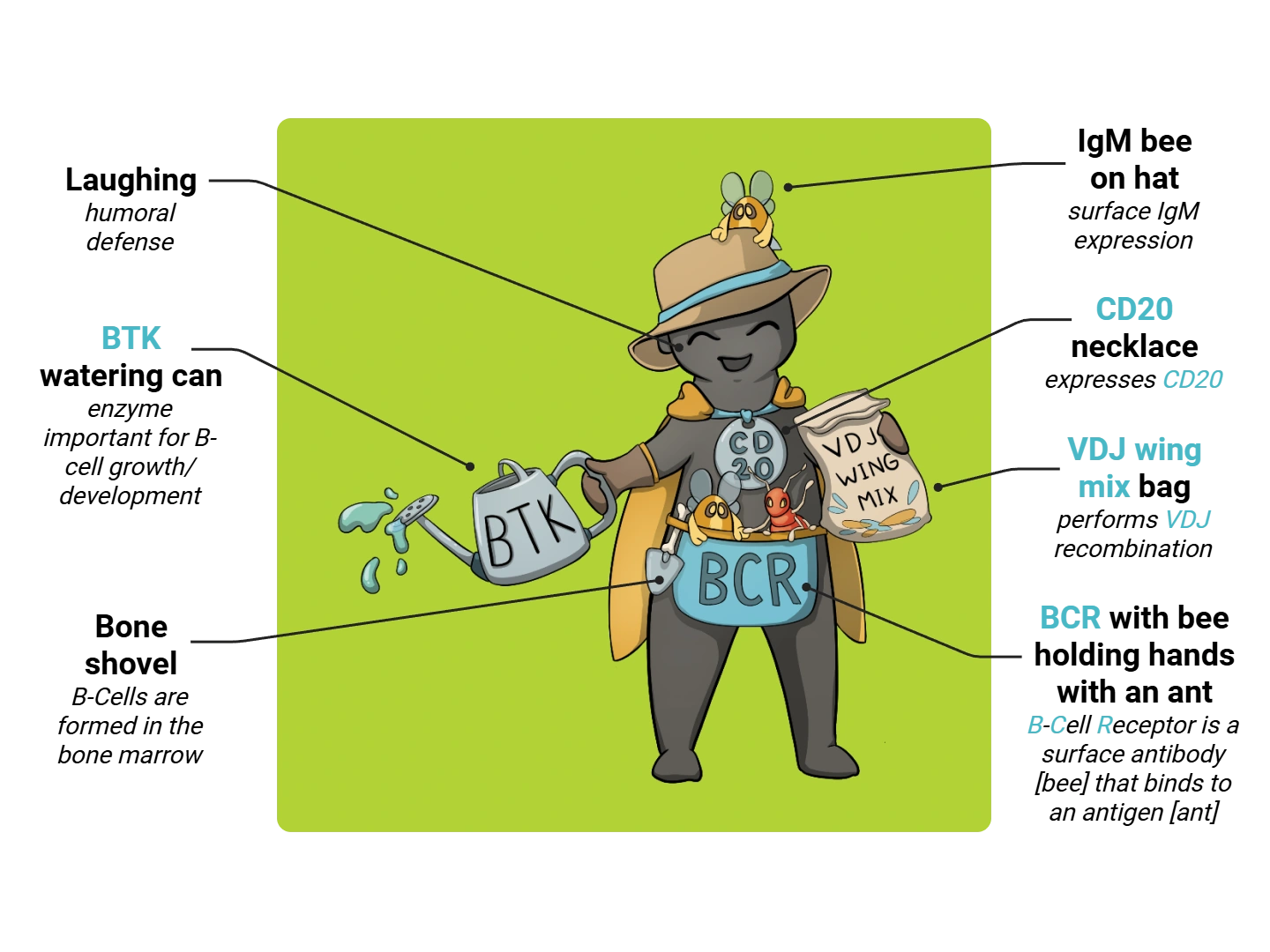 B-Cell Medimon infographic with labeled medical features and mnemonic annotations.