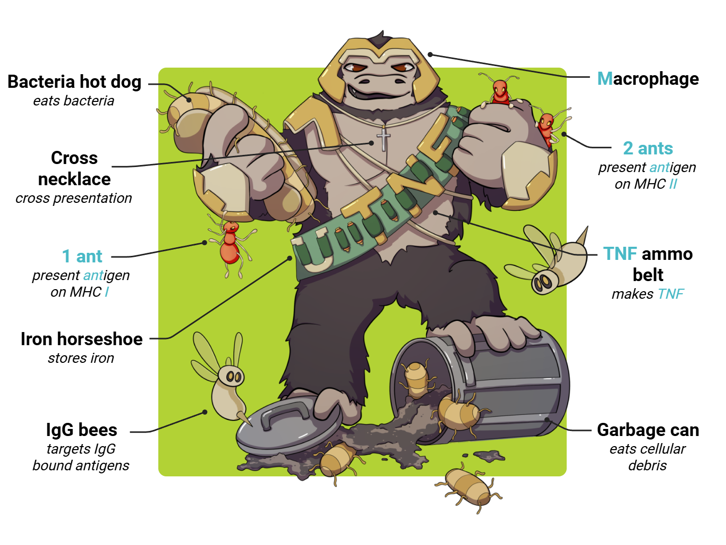 Macrophage Medimon infographic with labeled medical features and mnemonic annotations.