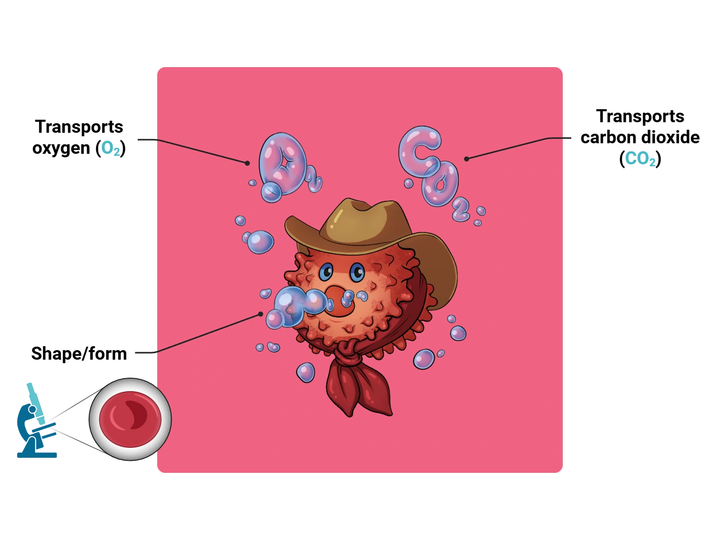 Red Blood Cells Medimon infographic with labeled medical features and mnemonic annotations.