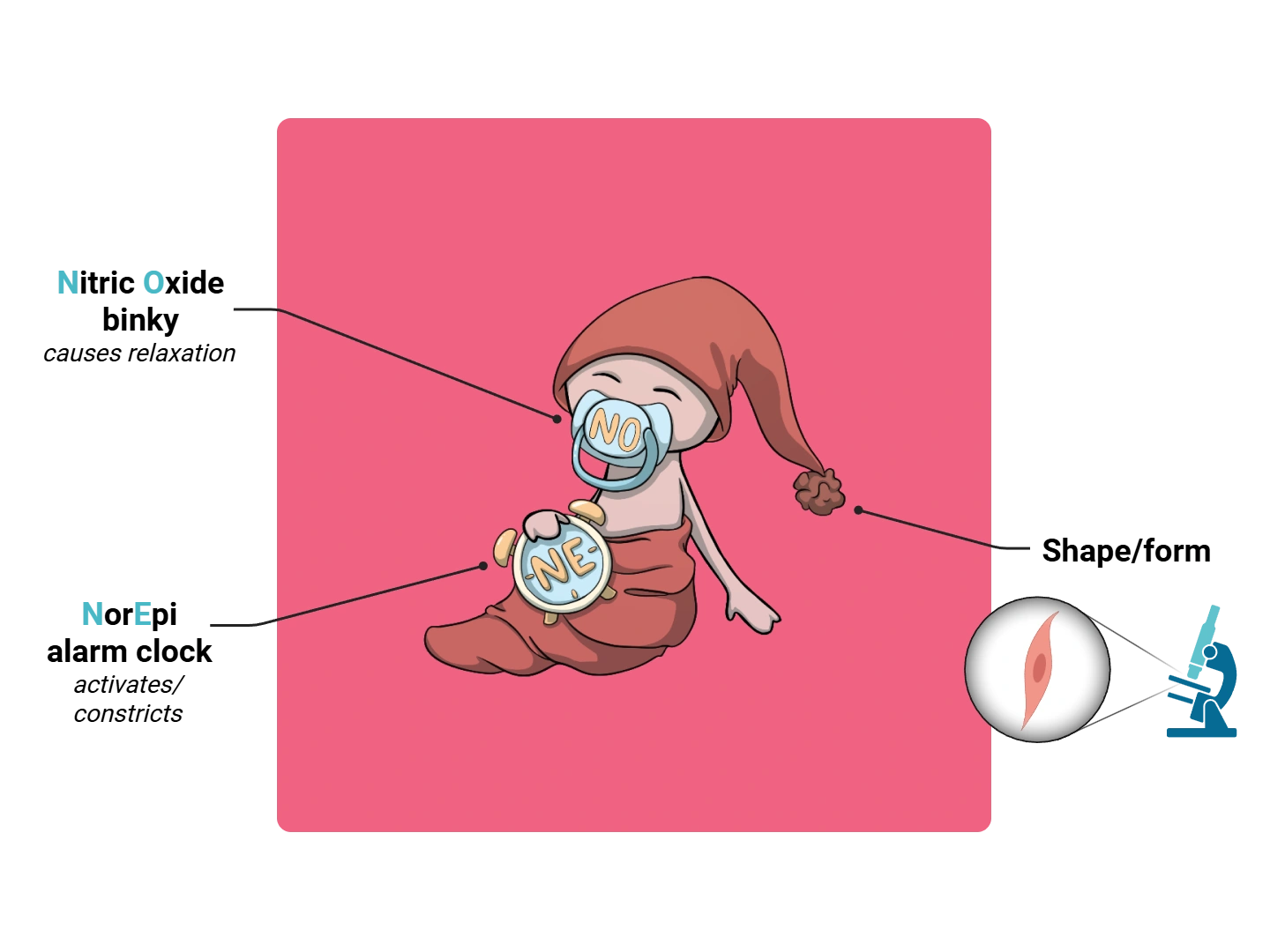 Smooth Muscle Cell Medimon infographic with labeled medical features and mnemonic annotations.