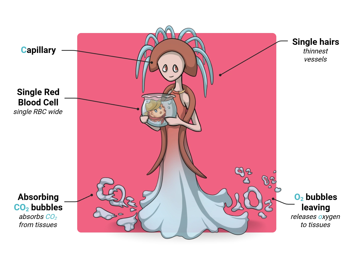 Capillary Medimon infographic with labeled medical features and mnemonic annotations.