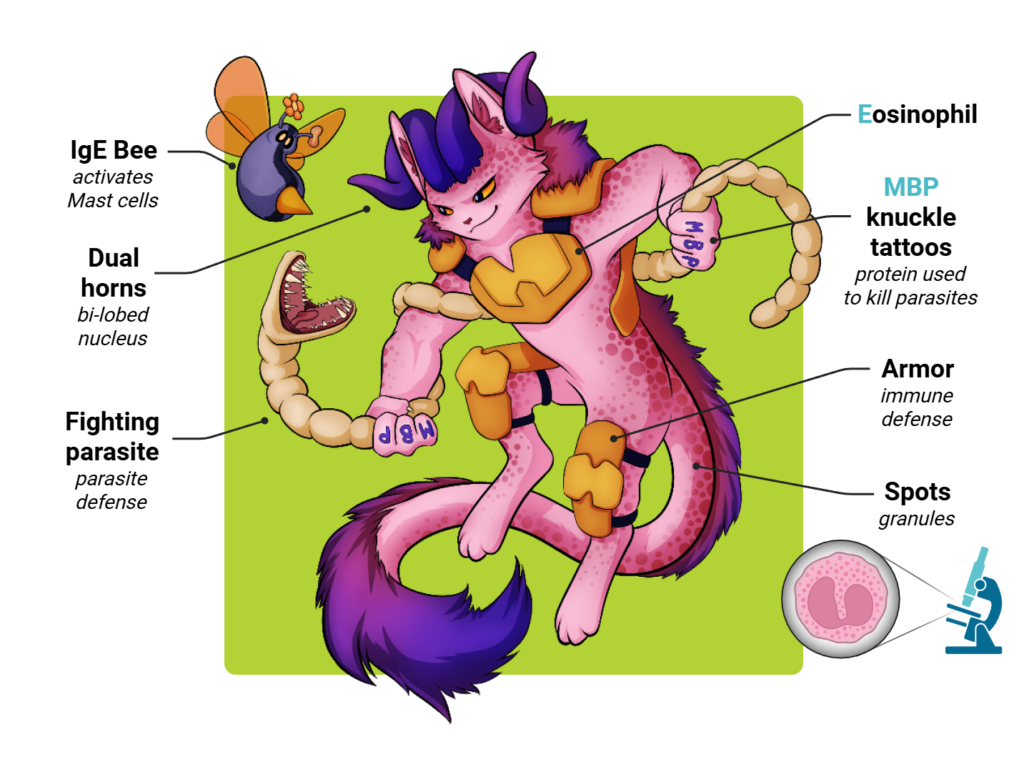 Adrenal Gland Medimon infographic with labeled medical features and mnemonic annotations.