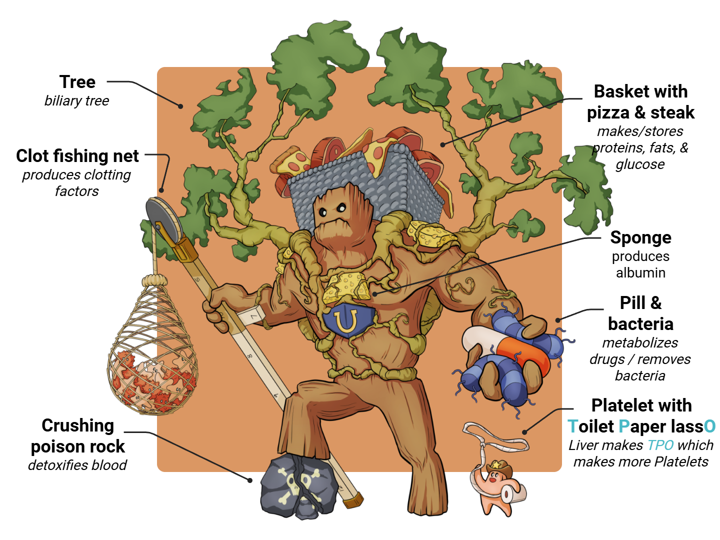 Liver Medimon infographic with labeled medical features and mnemonic annotations.