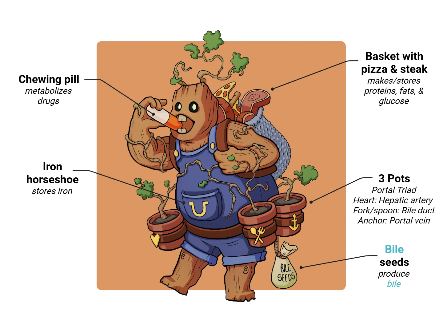 Hepatocyte Medimon infographic with labeled medical features and mnemonic annotations.