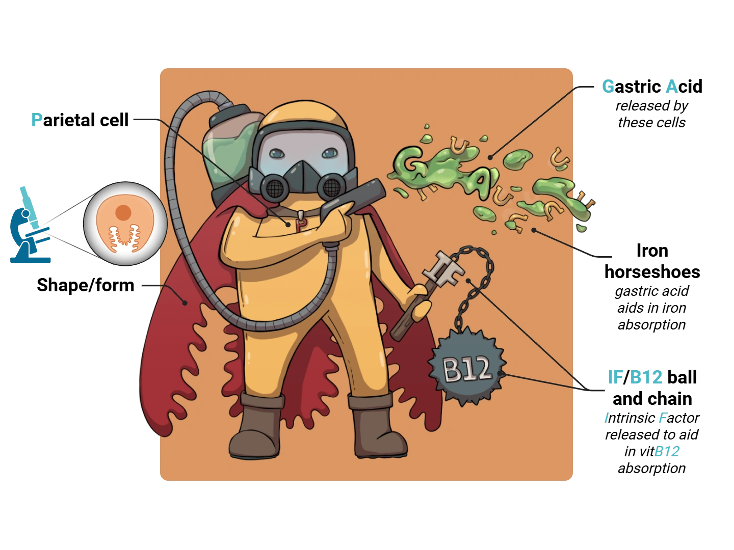 Parietal Cell Medimon infographic with labeled medical features and mnemonic annotations.