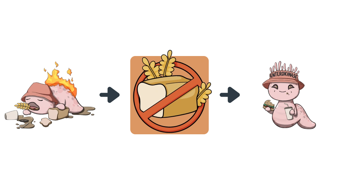 Treatment diagram of Gluten-Free converting Celiac Disease into Enterocyte