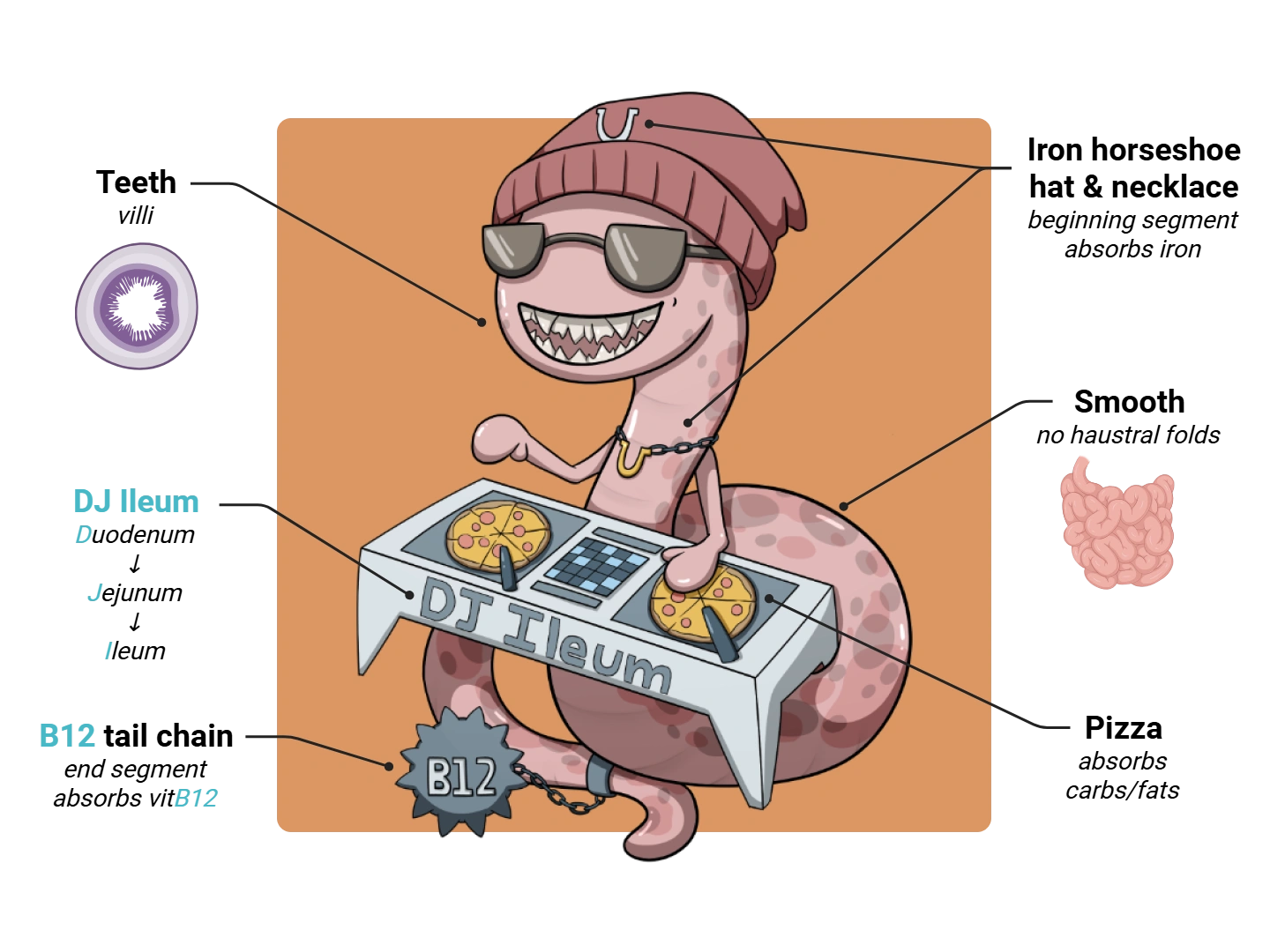 Small Intestine Medimon infographic with labeled medical features and mnemonic annotations.