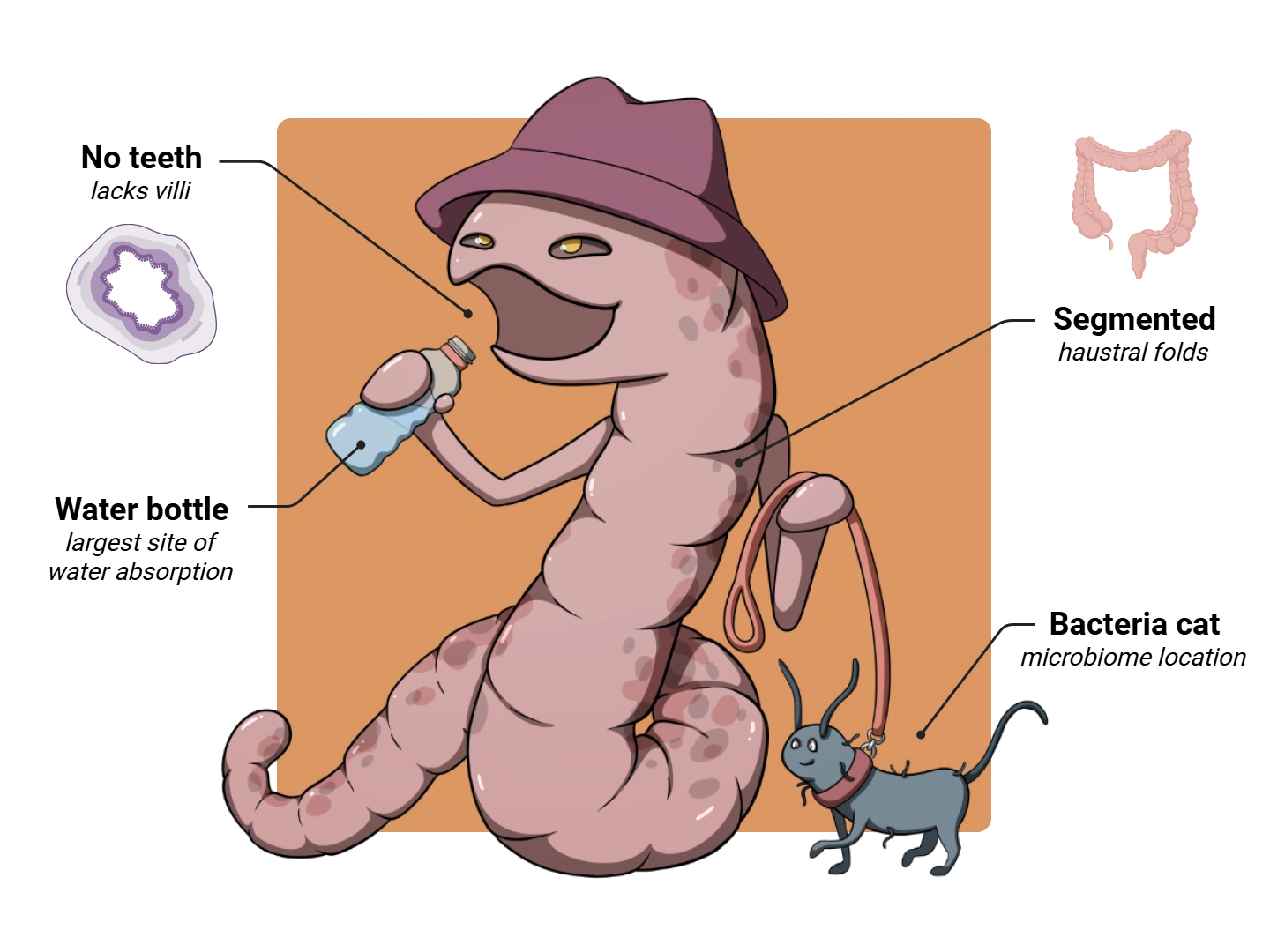 Colon Medimon infographic with labeled medical features and mnemonic annotations.