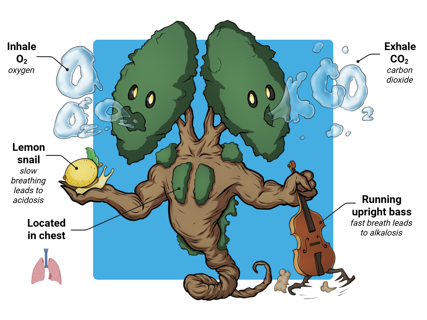 Lungs Medimon infographic with labeled medical features and mnemonic annotations.