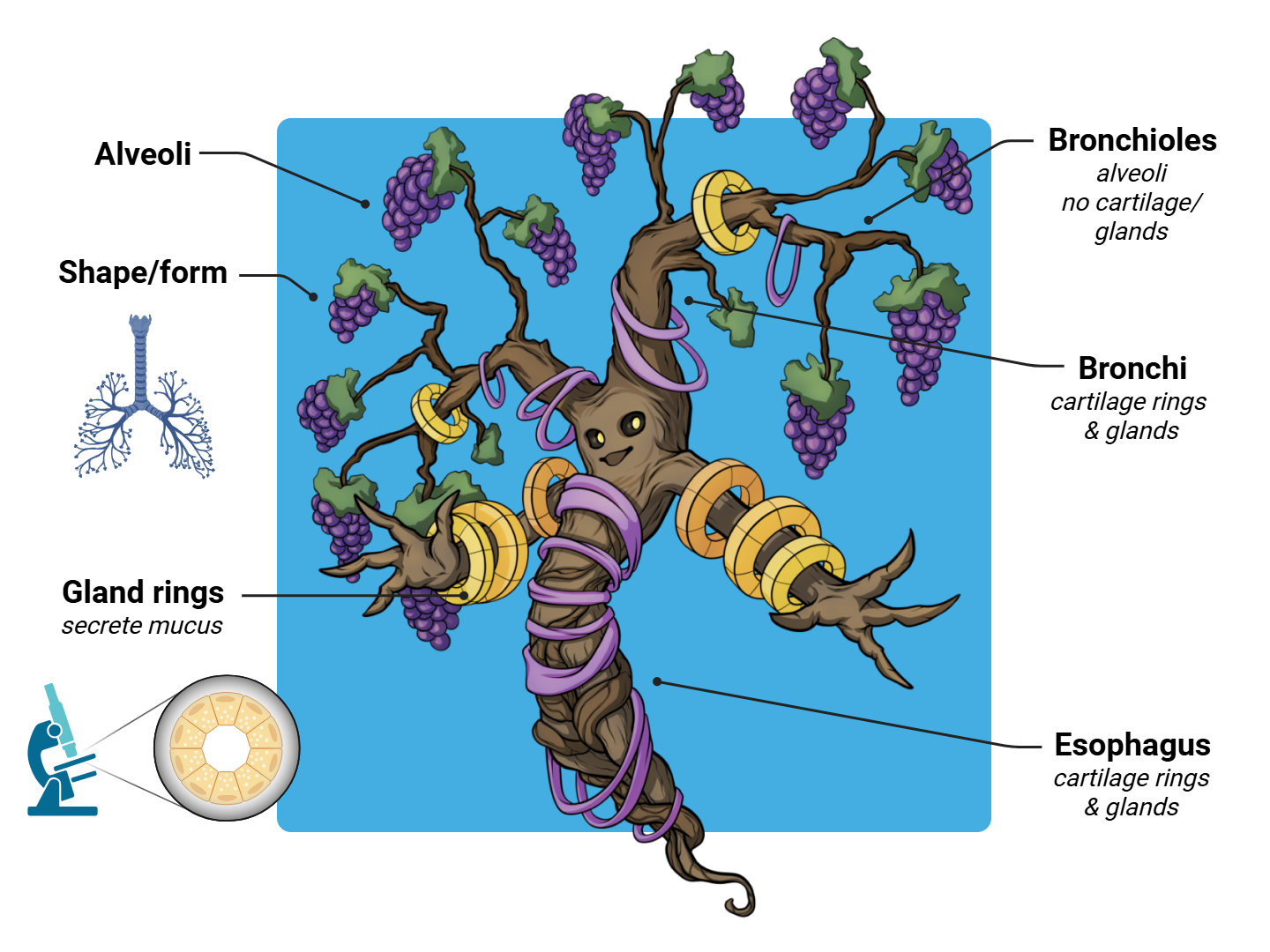 Bronchial Tree Medimon infographic with labeled medical features and mnemonic annotations.