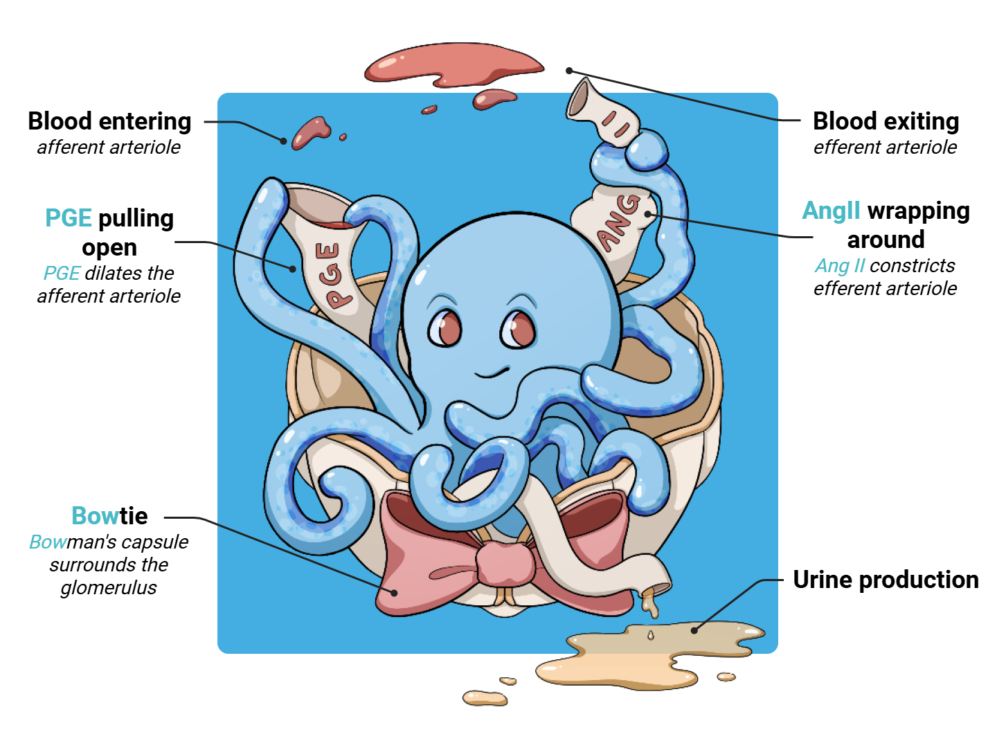 Glomerulus Medimon infographic with labeled medical features and mnemonic annotations.