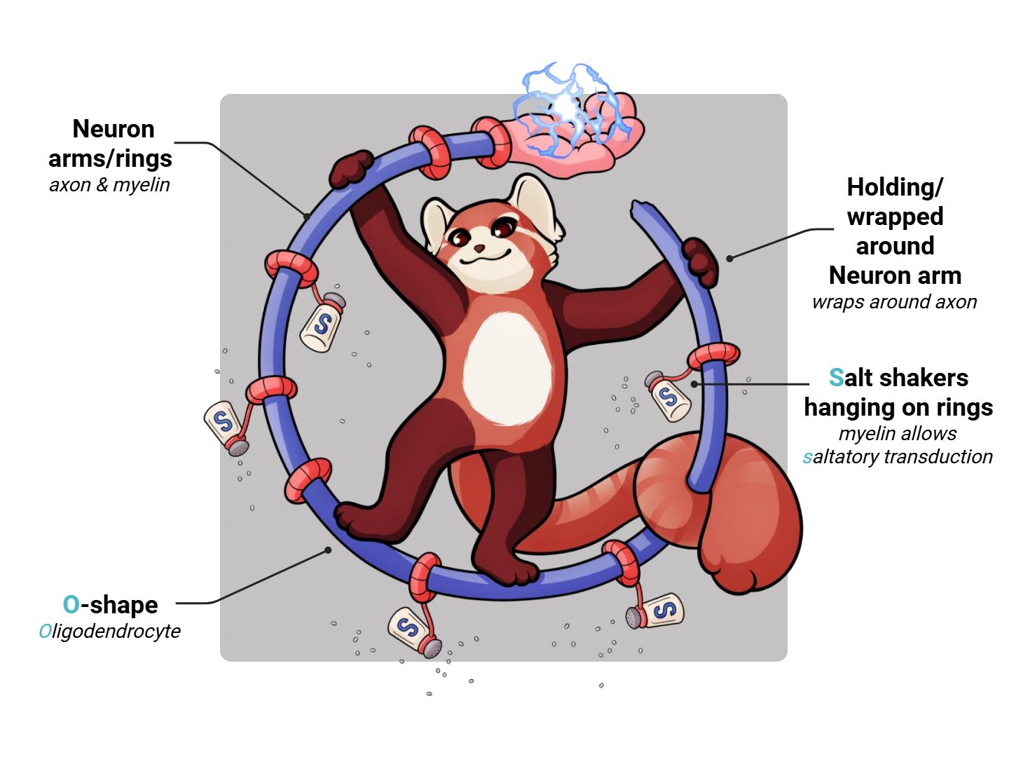 Oligodendrocyte Medimon infographic with labeled medical features and mnemonic annotations.