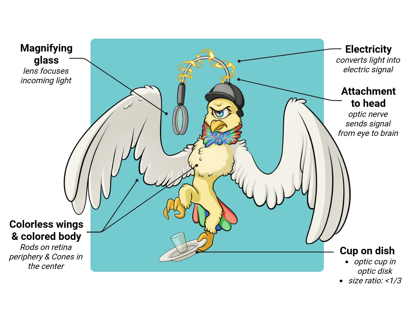 Eye Medimon infographic with labeled medical features and mnemonic annotations.