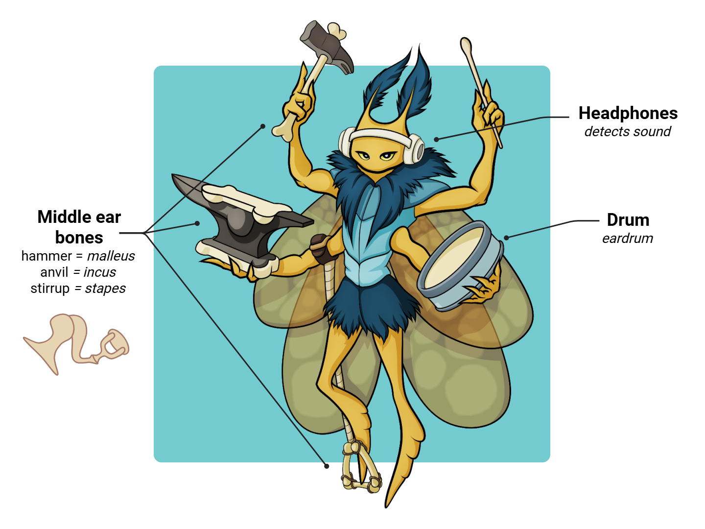Middle Ear Medimon infographic with labeled medical features and mnemonic annotations.