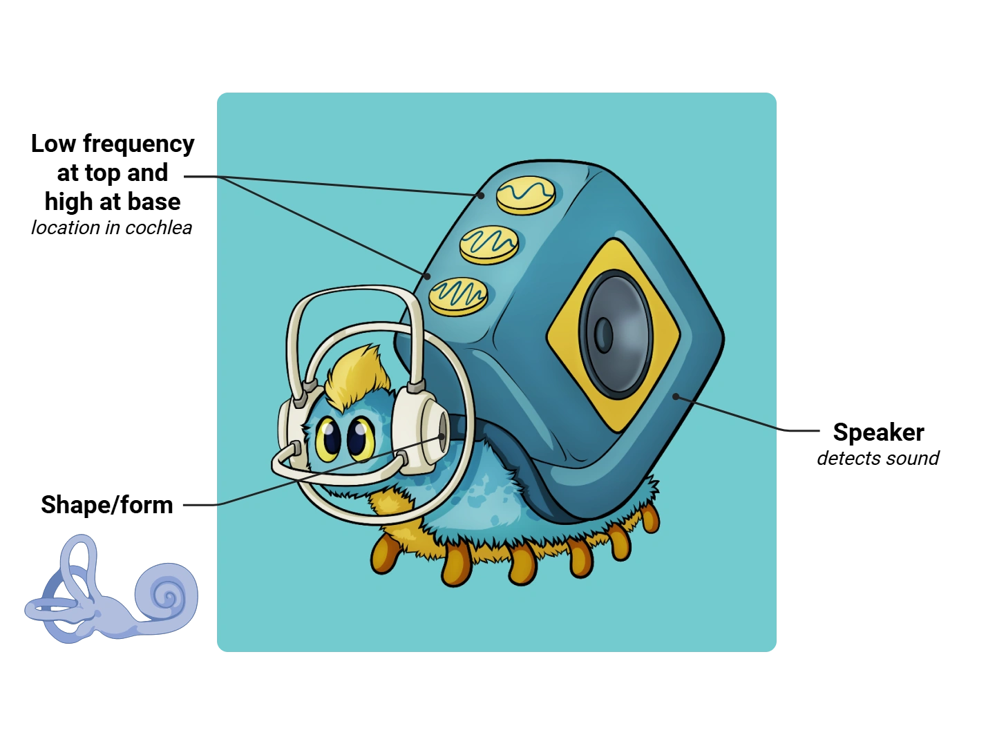 Inner Ear Medimon infographic with labeled medical features and mnemonic annotations.