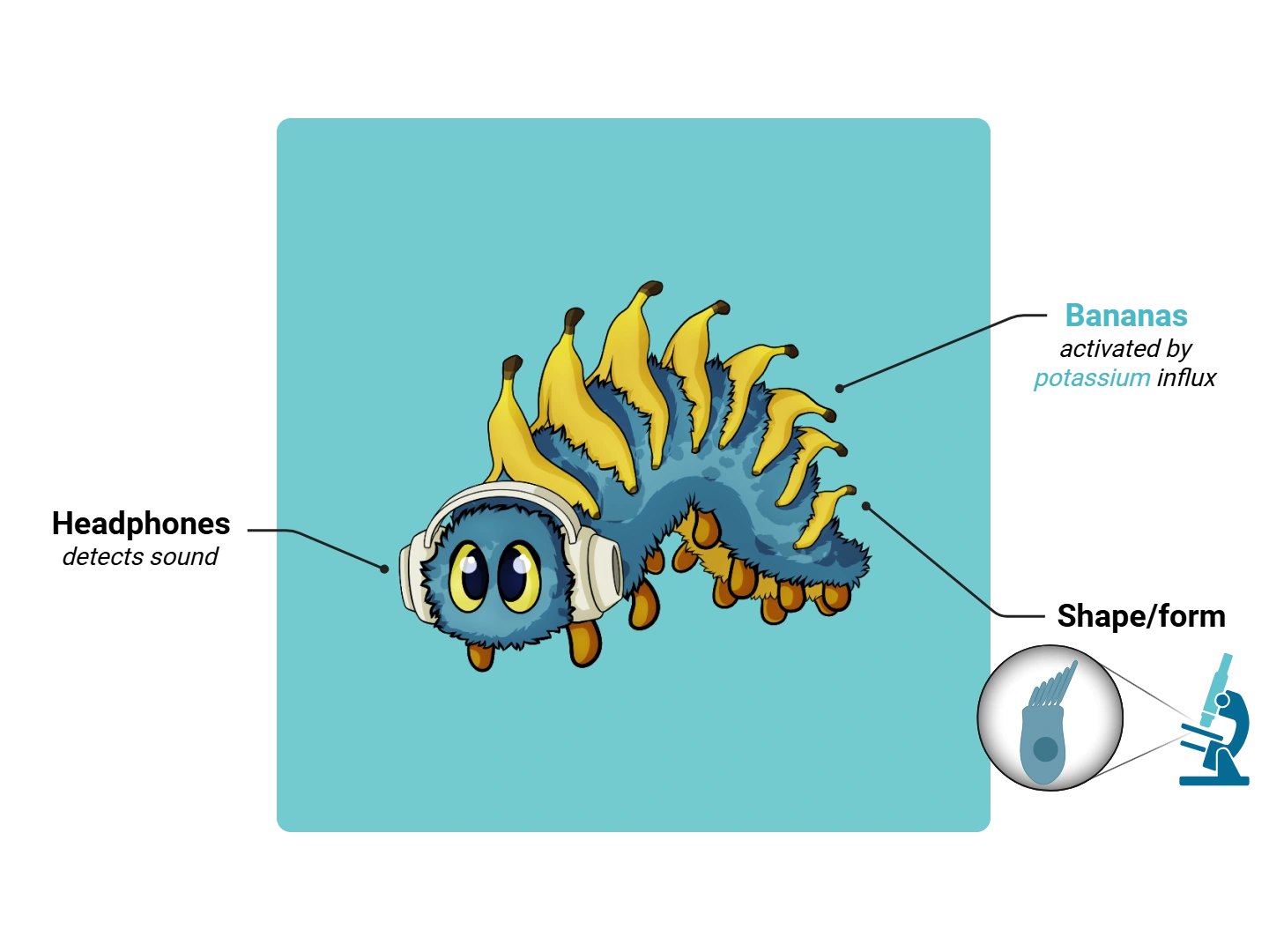 Inner Hair Cell Medimon infographic with labeled medical features and mnemonic annotations.