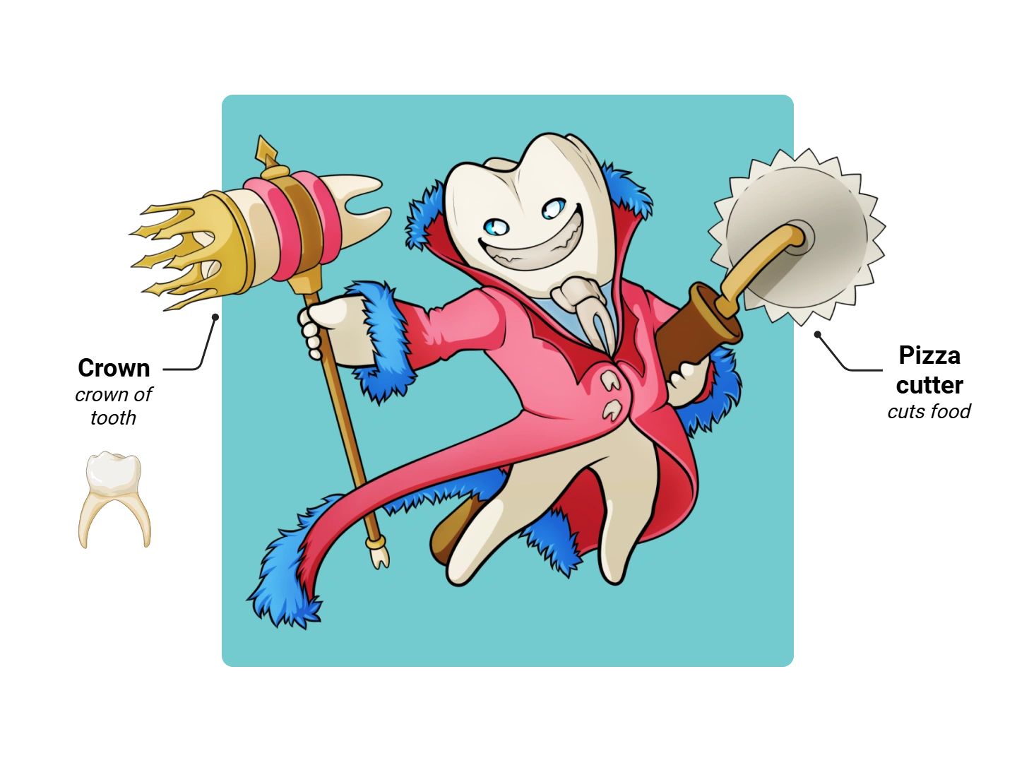 Tooth Medimon infographic with labeled medical features and mnemonic annotations.