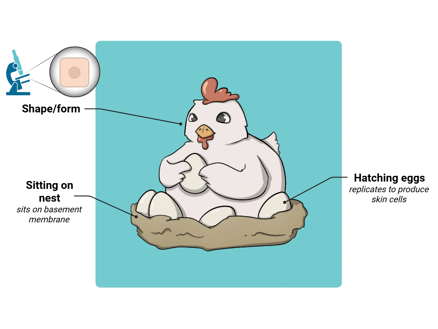 Basal Cell Medimon infographic with labeled medical features and mnemonic annotations.