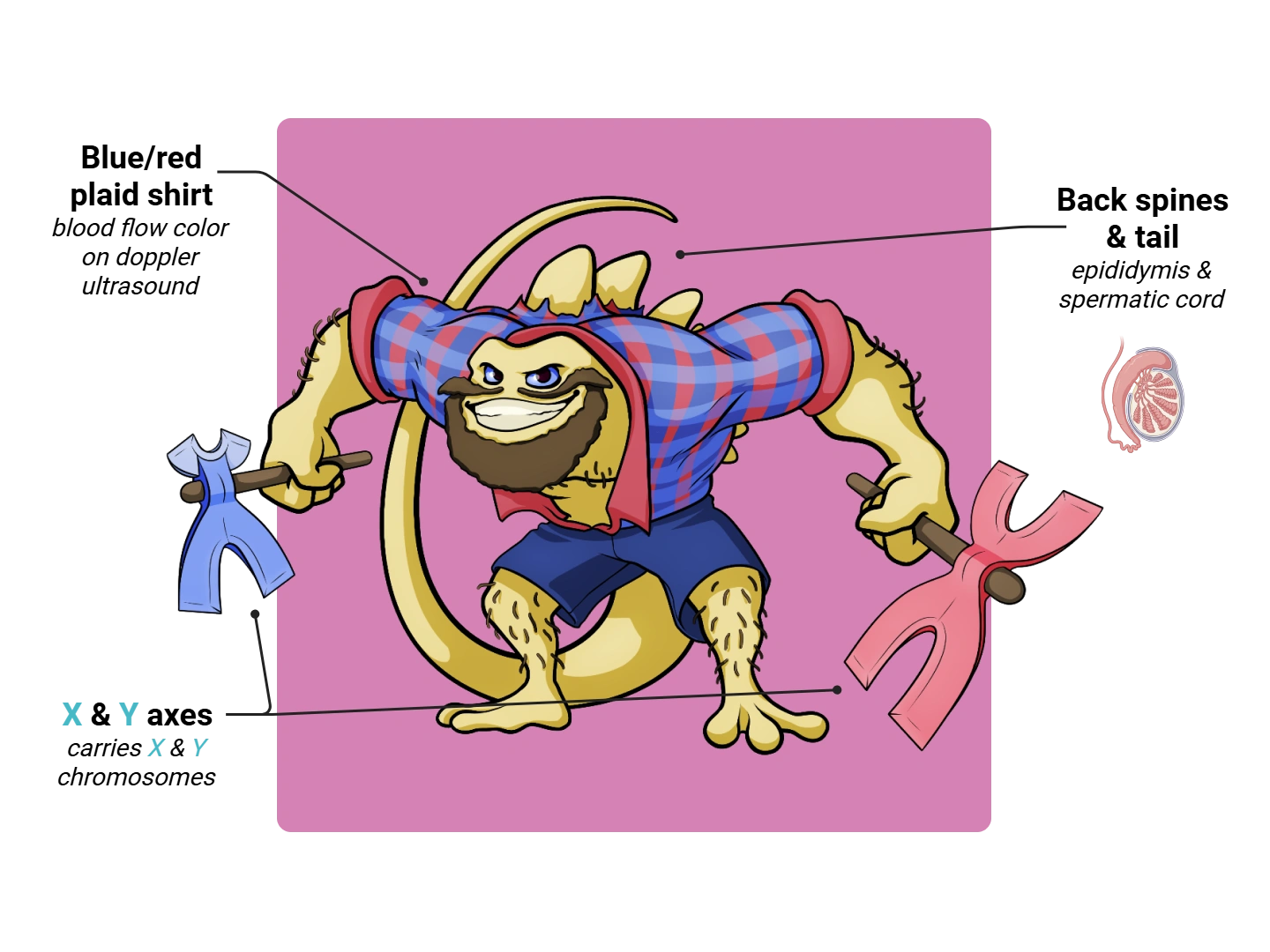 Testis Medimon infographic with labeled medical features and mnemonic annotations.