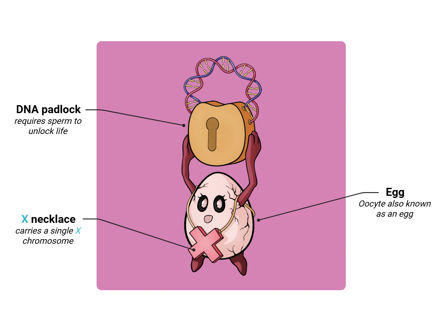 Oocyte Medimon infographic with labeled medical features and mnemonic annotations.