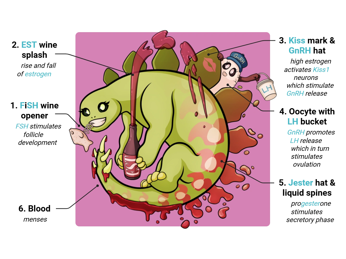 Endometrium Medimon infographic with labeled medical features and mnemonic annotations.