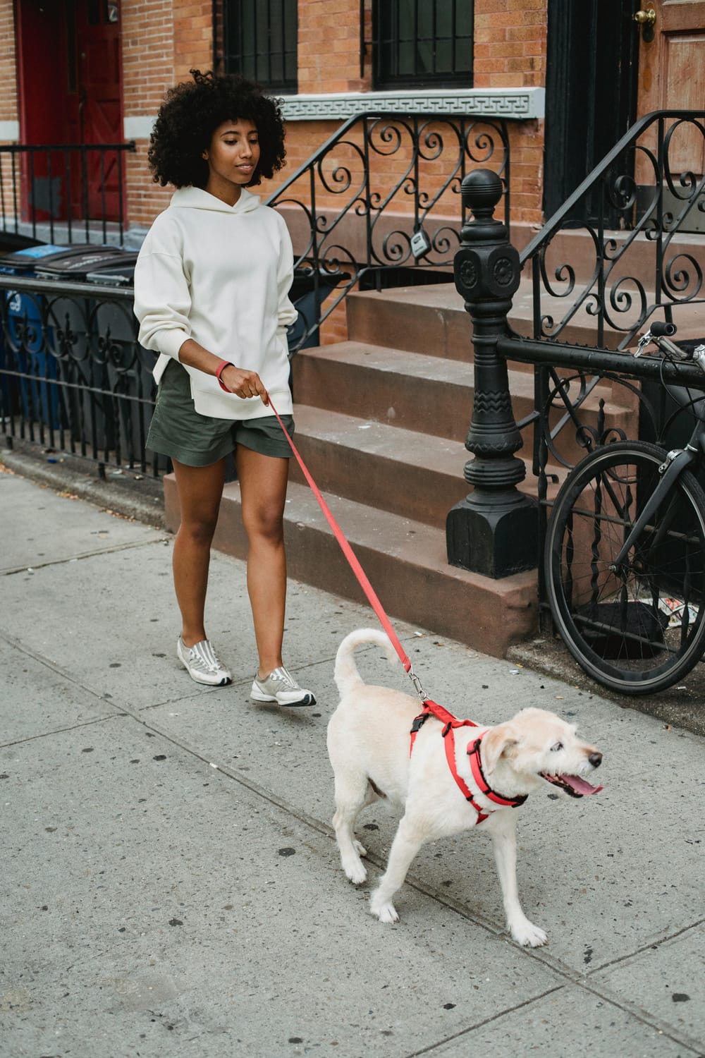 Dog and owner on a calm walk