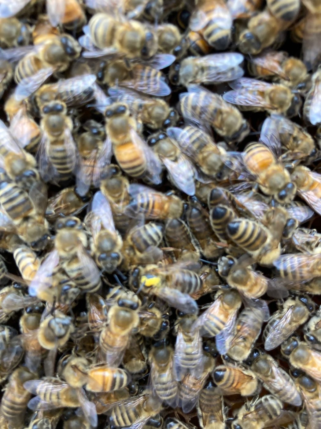 Bees from La Fermette’s apiary