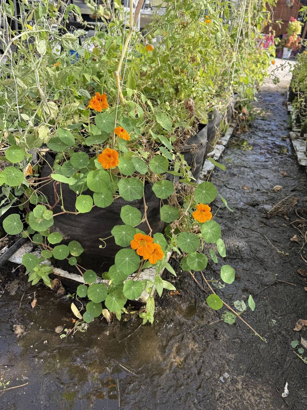 Nasturtiums in the greenhouse