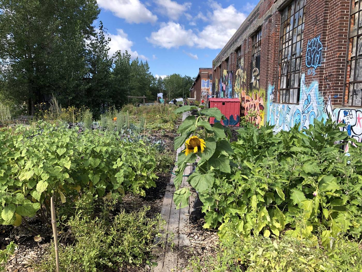 Growing beds in the collective gardens
